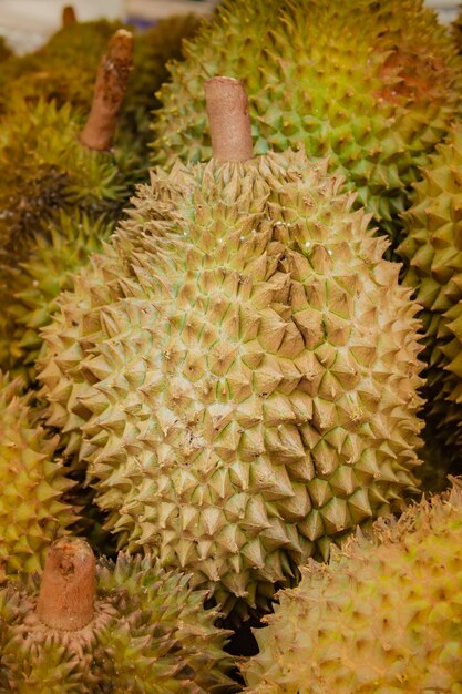 Durian fresco na árvore no pomar.