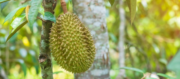 Durian fresco pendurado na árvore no fundo do jardim rei de frutas Tailândia Famosa comida do sudeste e conceito de frutas tropicais exóticas asiáticas