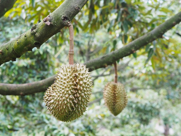 Durian fruta colgando de un árbol