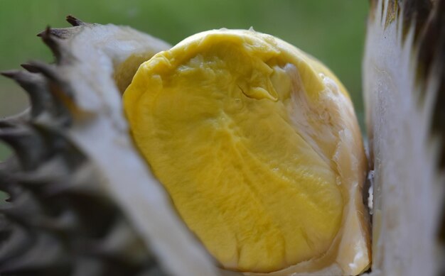 durian La fruta durian es una fruta de temporada popular que es dulce y deliciosa