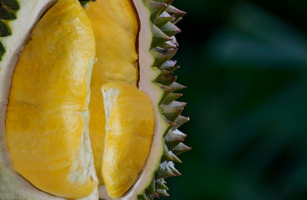 Durian frutas