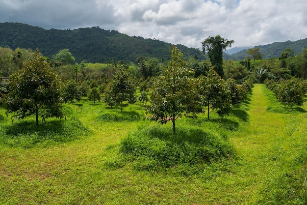 Foto durian-garten, der in den besten gegenden südthailands angebaut wird