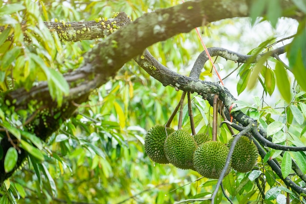 Durian ist bereit, die Produkte auf dem Baum zu ernten und wartet darauf, dass die Kaufleute sie kaufen und nach China exportieren.