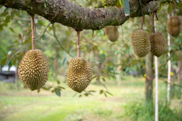 Durian ist in der Ertragsphase. Im Obstgarten Chanthaburi-Provinz, Thailand