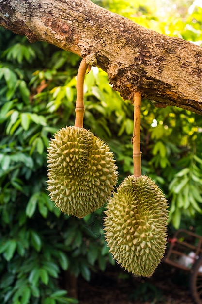 Durian en el jardín del país Tailandia