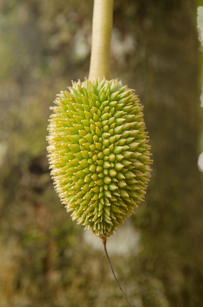 durian joven en su árbol en el huerto