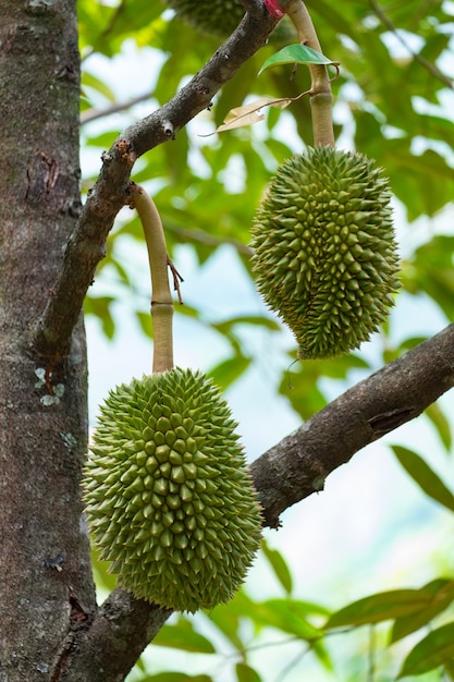 Durian joven