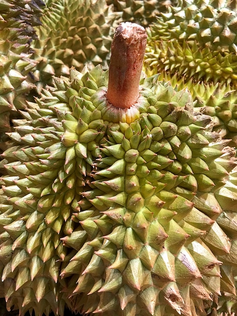 Durian - king of fruits with stem