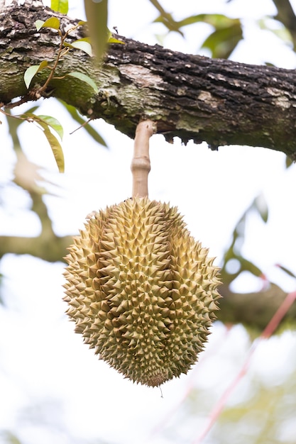 Durian de mes en árbol, rey de la fruta de Tailandia