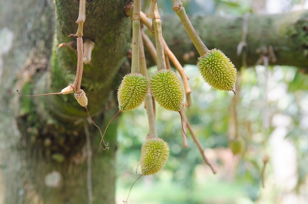 Durian novo em sua árvore no pomar.