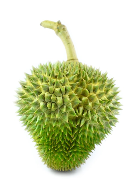 Durian Rei da fruta Tailândia