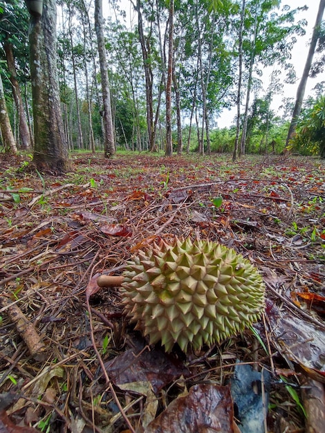 Foto un durian está tirado en el suelo en un bosque.