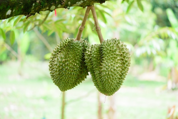 Durian tree, Fresh durian fruit on tree Durians es el rey de las frutas