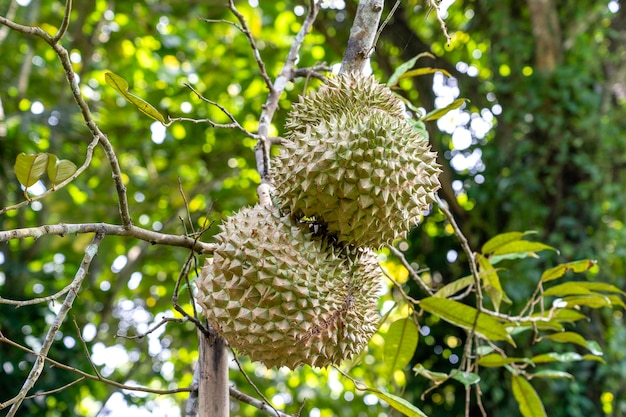 Durian tree Frutas frescas de durian na árvore Durians são o rei das frutas Tropical de frutas asiáticas