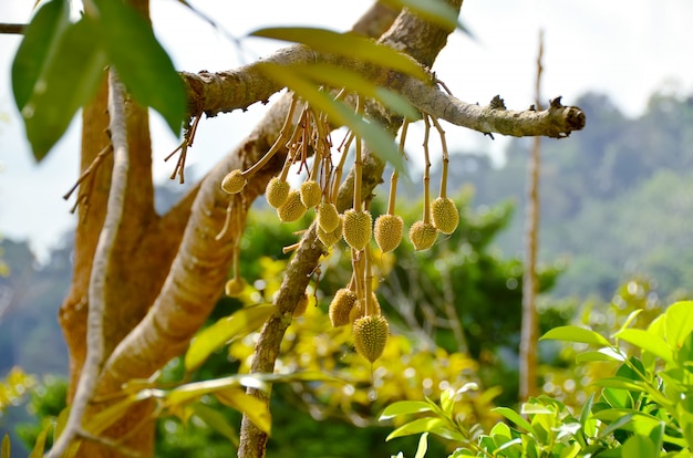 Durian verde en un gran árbol.