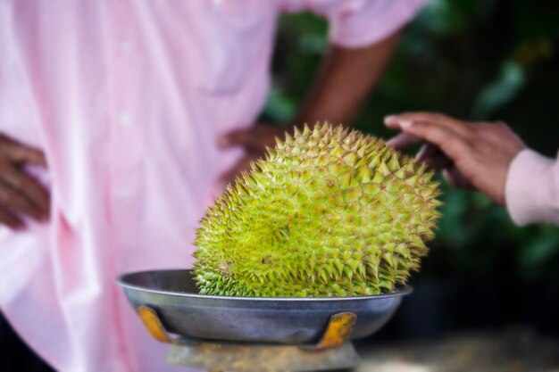 Durian wird auf die Waage gelegt