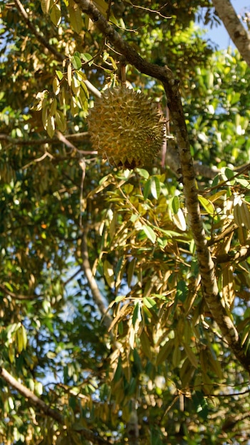 Durianbaum Baum mit grünen Blättern und Sonnenlicht Hintergrund der Ansicht von unten