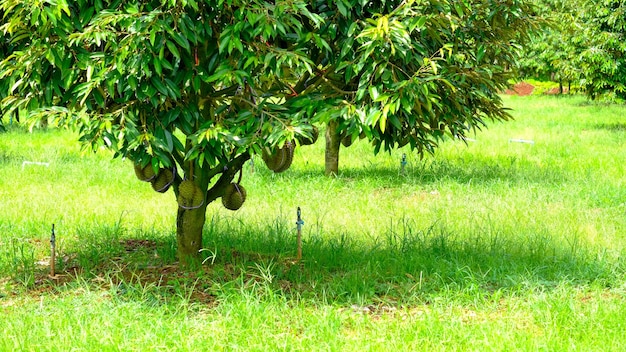 Durianbaum im Garten