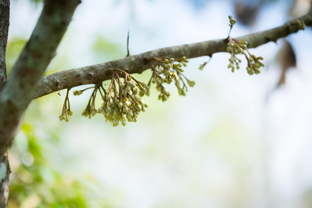 Durianblumen wachsen aus den Zweigen des Durian