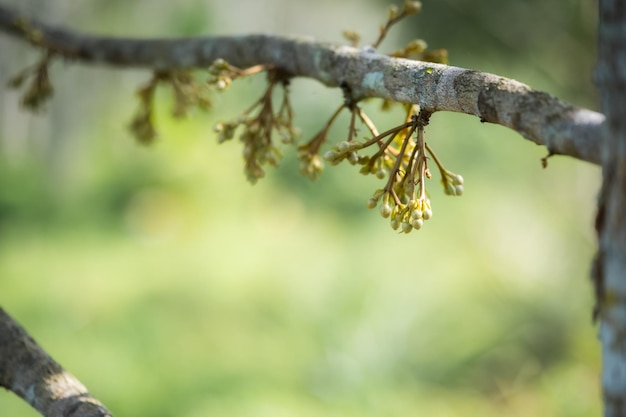 Durianblumen wachsen aus den Zweigen des Durian