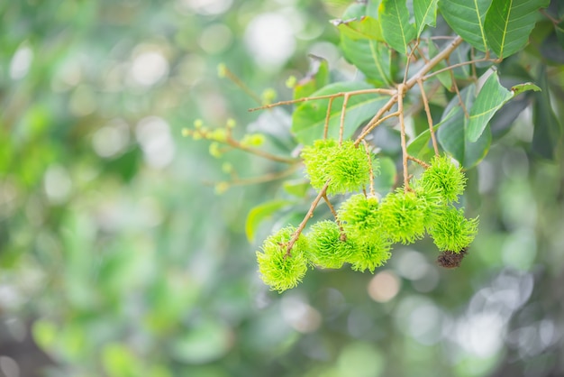 Durianfrucht auf Baum, tropische Frucht, goldenes Kissen, Monthong