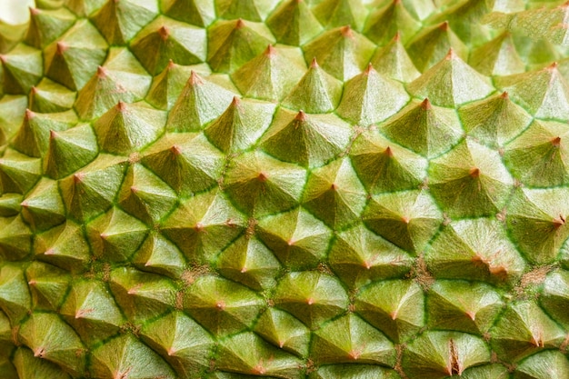 Durianhaut / Abschluss oben des Durian-Beschaffenheitshintergrundes der tropischen Frucht