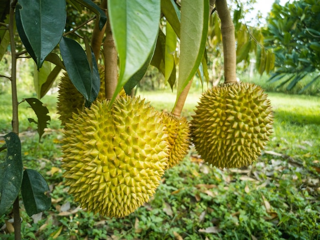 Los durianos colgados del árbol alto en el jardín