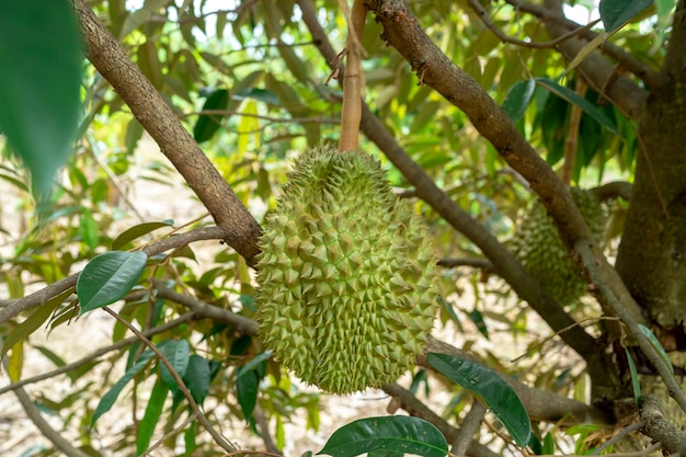 Durians auf Baum im Bauernhof