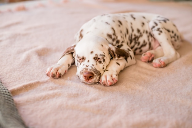 Durmiendo en la cama cachorro dálmata. Lindo retrato de cachorro dálmata de 8 semanas de edad