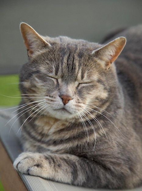 Foto durmiendo grande y hermoso gato tigre gris en la hierba verde jardín soleado de verano mascota feliz