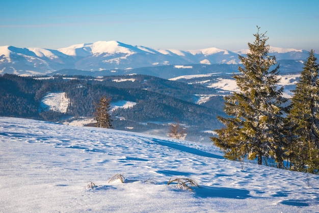 Duro paisaje invernal hermosos abetos nevados contra una zona montañosa con niebla en un frío día de invierno. El concepto de naturaleza fría del norte. Copyspace