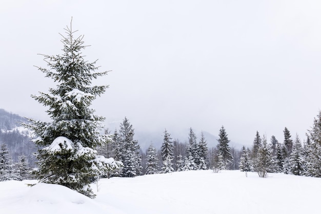 Duro paisaje invernal hermosos abetos nevados