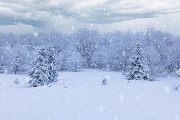 Duro paisaje invernal hermosos abetos nevados