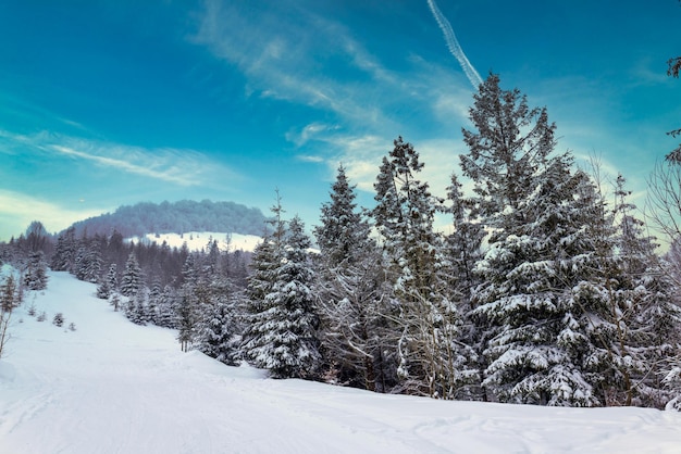 Duro paisaje de invierno hermosos abetos nevados