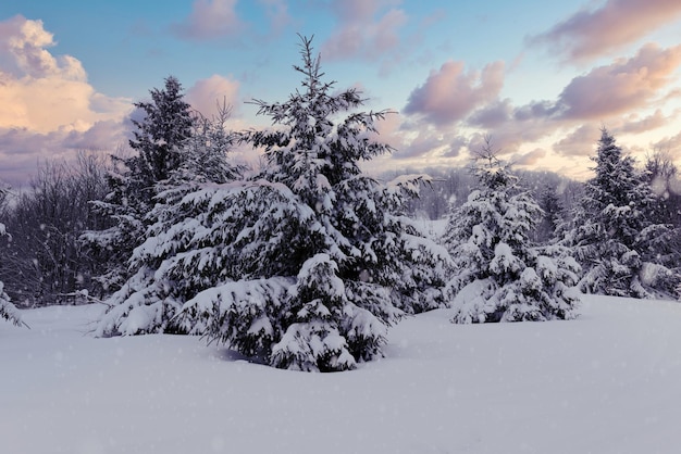 Duro paisaje de invierno hermosos abetos nevados