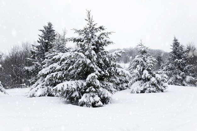 Duro paisaje de invierno hermosos abetos nevados