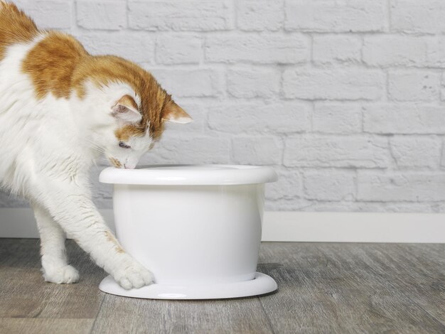 Foto durstige tabbie-katze, die neugierig auf einen weißen tiertrinkbrunnen schaut