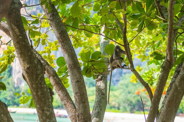 Dusky Blatt Languren Affen Trachypithecus obscurus hängen und essen grüne Blätter am Baum am Strand von Railay Krabi Thailand