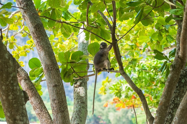 Dusky Blatt Languren Affen Trachypithecus obscurus hängen und essen grüne Blätter am Baum am Strand von Railay Krabi Thailand