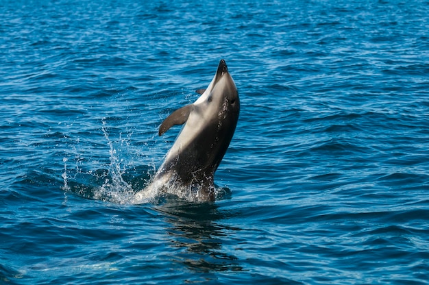 Dusky Delphinspringen, Pennsula Valdes, Patagonien, Argentinien.
