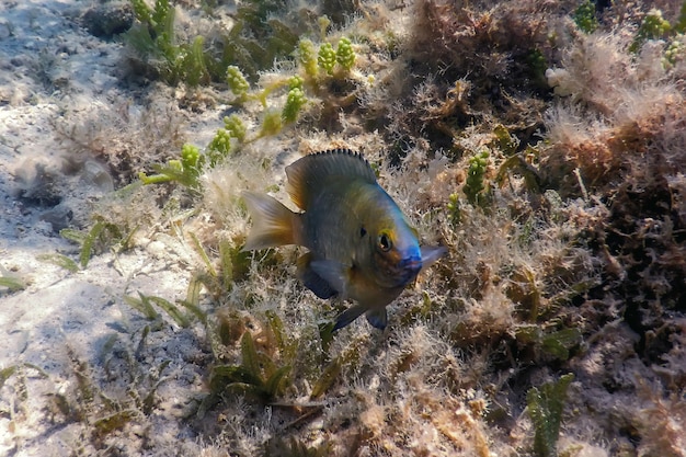 Dusky Gregory Unterwasser (Stegastes nigricans) Meereslebewesen