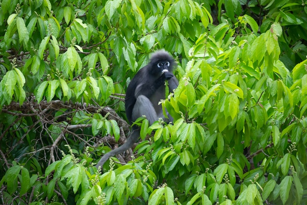 Dusky Langur (Brillen-Langur) (Trachypithecus obscurus) im Kaeng Krachan National Park