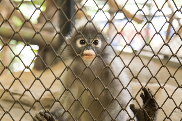 Dusky Leaf Monkey o Langur con gafas en Dusit Zoo, Tailandia.