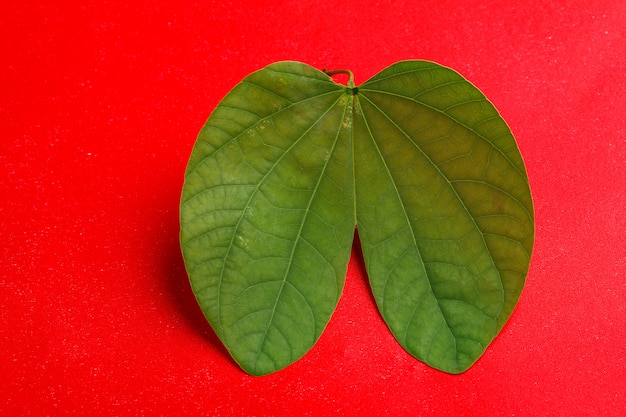 Dussehra-Blatt