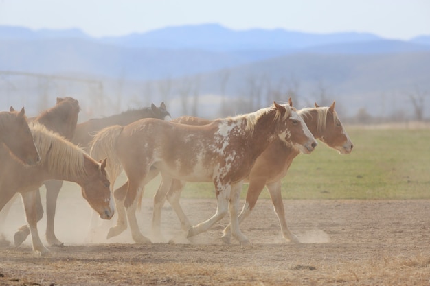 Dusty Horses auf der Ranch