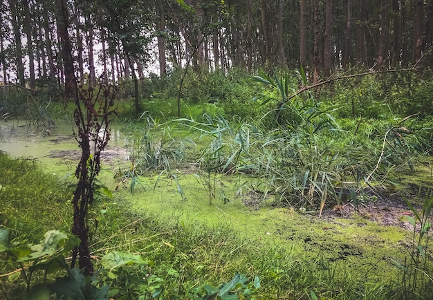 Dutch Nature en Amsterdam, los Países Bajos