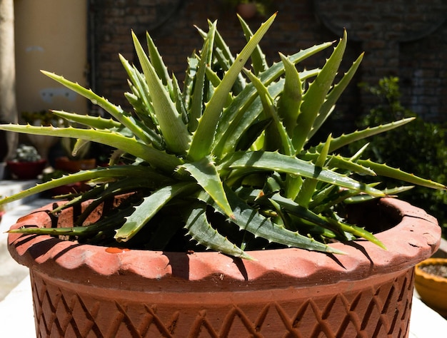 Dyckia brevifolia planta de hoja de sierra con follaje ceroso hojas gruesas y afiladas