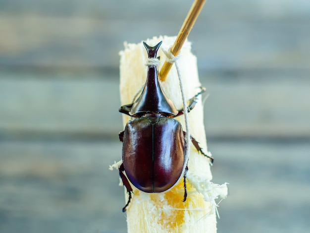 Dynastes Herkules, Dynastinae ist auf trockenen Protokollen mit hölzernem Hintergrund.