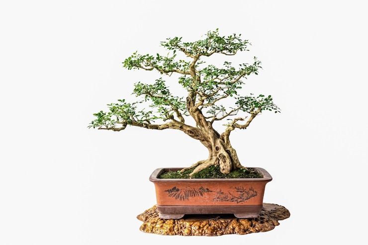 Foto é cultivado e cortado em plantas verdes ornamentais bonsai