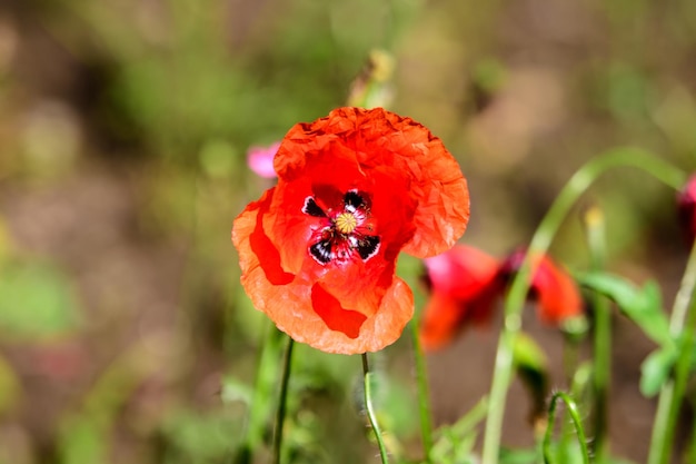 E flores de amapola rojas y hojas verdes borrosas en un jardín de estilo cottage británico en un soleado día de verano